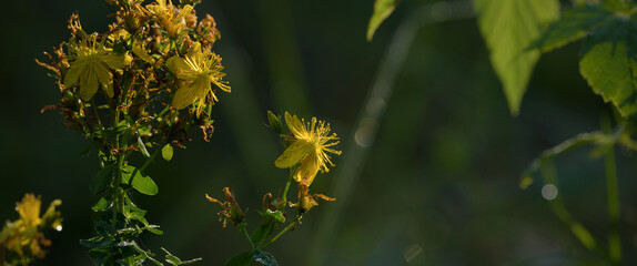 St JONS WORT - Flowering herbs in a sunny meadow