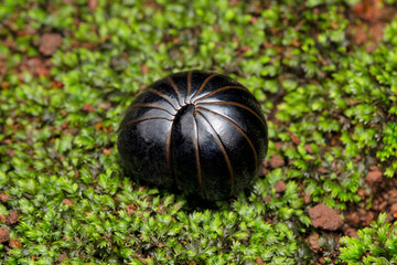 Pill bug, Armadillidum granulatum, Satara, Maharashtra, India
