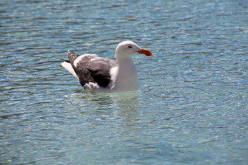 Dominican gull close-up, Baja California, Mexico