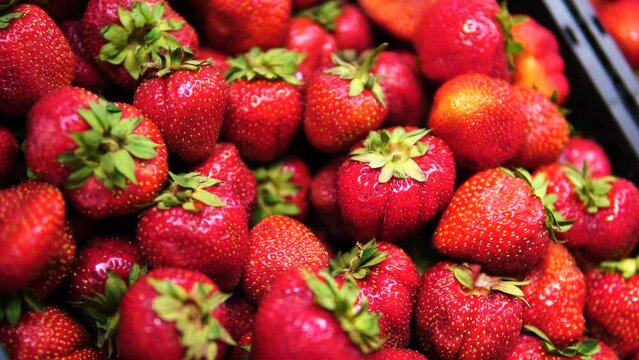 A young woman chooses ripe strawberry in a store. A girl takes an strawberry in the market. A female hand holds a strawberry. Red strawberry lie in a pile. Purchases for restaurants.