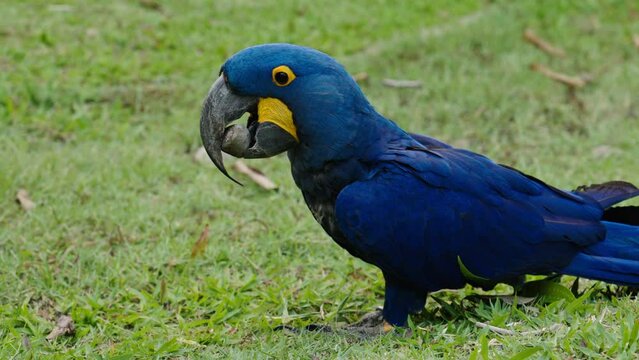 bright blue hyacinth macaw parrot (anodorhynchus hyacinthinus)