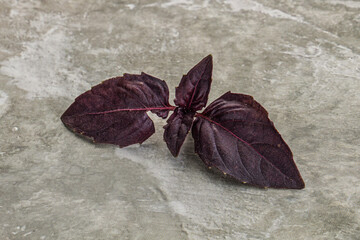 Purple raw organic basil leaves