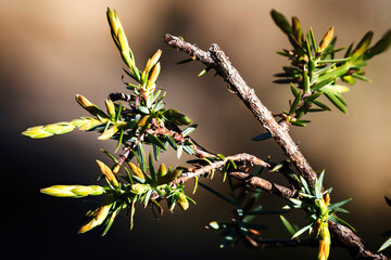 Buds of coniferous