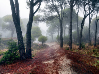 Niebla en el pinar