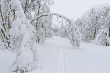 Serene Winter Wonderland Featuring a Snow-covered Archway of Trees Over a Path