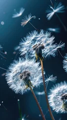 Rolgordijnen Dandelion seed head dispersing seeds into the wind natural background © dvoevnore