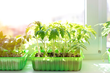 Gardening concept. Green sprouts of seedlings grown from seeds. Seedlings of tomatoes in a pot with soil on windowsill. Front view