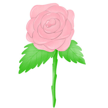 Valentine's Day, cute love,pink rose