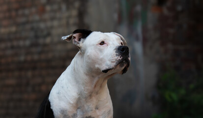 Obraz premium american staffordshire terrier