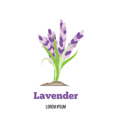 Lavender Flower Flat Style. Nature plants and flowers concept vector