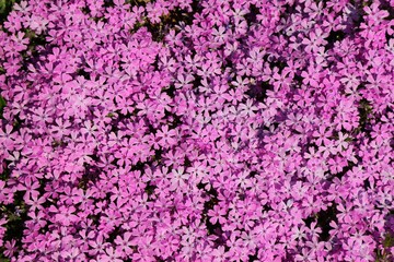 Creeping phlox pink flower background