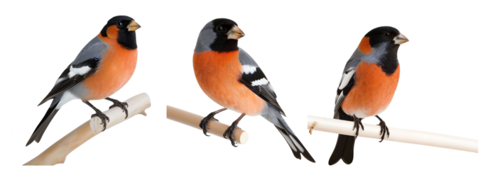 eurasian bullfinch - pyrrhula pyrrhula isolated