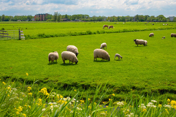 Fototapeta premium View of canal and grazing sheep and lamb in Kinderdijk Village in the Netherlands, South Holland. Famous tourist attraction. Beautiful Dutch landscape with beautiful sky.