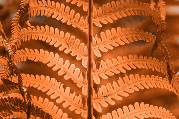 Fern leaf closeup, natural ferns pattern. Abstract floral texture background. Trendy color of the year 2024 peach fuzz. Design concept.