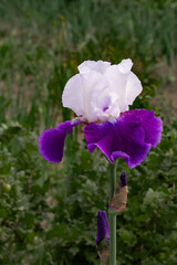 Iris is a beautiful flower. Isolated iris on transparent background. Large iris flower. bicarbonate...