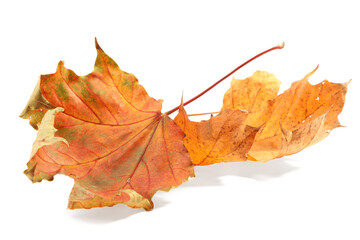 Autumn season. Dry maple leaves isolated on white