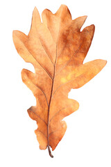 Autumn season. One dry oak leaf isolated on white