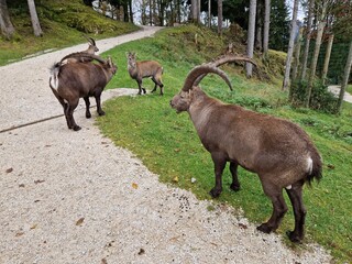 Steinbock - Alpensteinbock