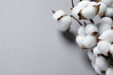 Branch with cotton flowers on light grey background, closeup. Space for text