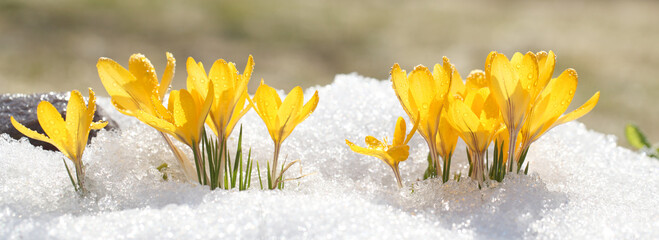 Crocuses yellow grow in the garden under the snow on a spring sunny day. Panorama with beautiful primroses on a brilliant sparkling background. - obrazy, fototapety, plakaty