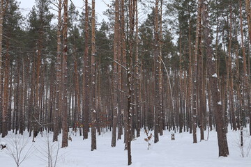 Fototapeta premium Snowy weather in pine forest at winter.
