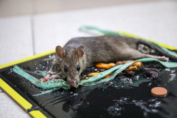 Rat captured on effective and convenient disposable non-toxic glue trap board on a floor