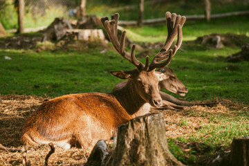 Young stag resting on a field