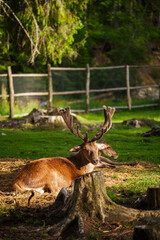 Naklejka na ściany i meble Young stag resting on a field