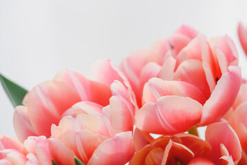 Close-up bouquet of pink tulips. Anniversary celebration concept. Soft focus