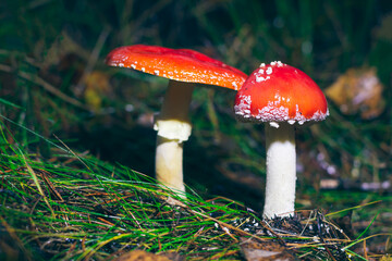 Two Amanita Muscaria, Known as the Fly Agaric or Fly Amanita: Healing and Medicinal Mushroom with Red Cap Growing in Forest. Can Be Used for Micro Dosing, Spiritual Practices and Shaman Rituals