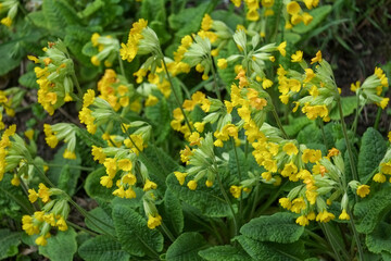 Primrose herb, medicinal primrose, forest primrose, wild primrose. Primula.