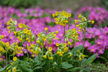 Мedicinal primrose, wild primrose, decorative primrose. Primula. Spring, yellow, pink, green.