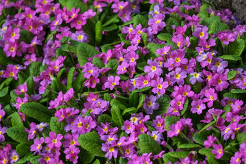 Decorative primrose. Primula. Spring, flower pattern, pink, green.