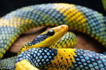 The rainbow tree snake (Gonyosoma margaritatus) is an extremely rare and beautiful snake species endemic to Borneo.