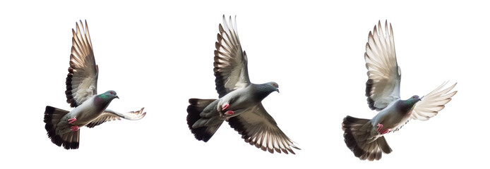 image of pigeons flying on sky. animal. birds - Powered by Adobe
