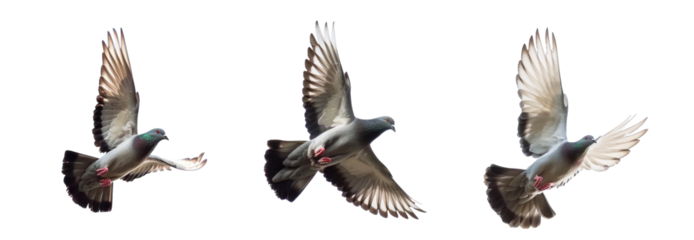 image of pigeons flying on sky. animal. birds