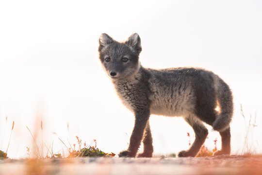 shot of The Arctic fox (Vulpes lagopus) enjoying a sunny day, in the middle of houses, thick fur protects it from the cold, cute fox discovering the world in the middle of cold nature,Svalbard
