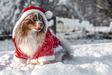 Pomeranian spitz dogs playing in the snow at Christmas