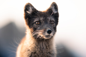 shot of The Arctic fox (Vulpes lagopus) enjoying a sunny day, in the middle of houses, thick fur...