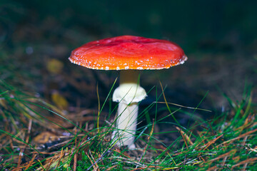 Mature Amanita Muscaria, Known as the Fly Agaric or Fly Amanita: Healing and Medicinal Mushroom with Red Cap Growing in Forest. Can Be Used for Micro Dosing, Spiritual Practices and Shaman Rituals