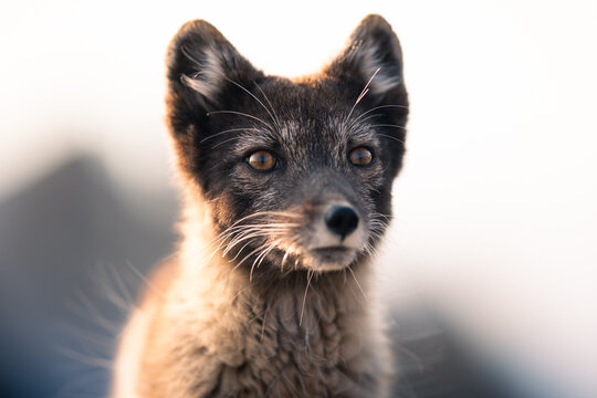 shot of The Arctic fox (Vulpes lagopus) enjoying a sunny day, in the middle of houses, thick fur protects it from the cold, cute fox discovering the world in the middle of cold nature,Svalbard
