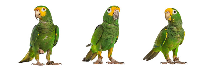 panama yellow-headed amazon (5 months old) isolated on white