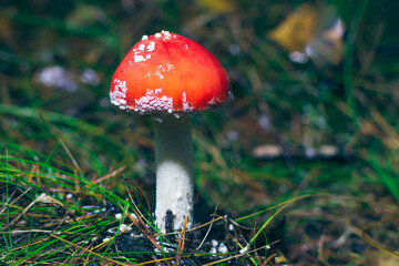 Young Amanita Muscaria, Known as the Fly Agaric or Fly Amanita: Healing and Medicinal Mushroom with Red Cap Growing in Forest. Can Be Used for Micro Dosing, Spiritual Practices and Shaman Rituals