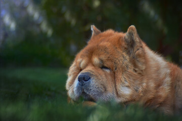 Old adorable dog sleeping in the grass.