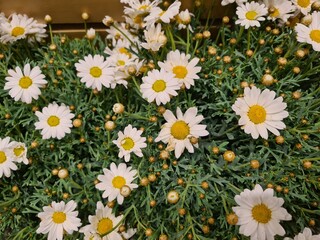 Fototapeta premium evocative close-up image of Autumn daisy or daisy (Bellis sylvestris), a succulent plant that grows in Sicily