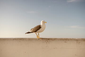 Portrait of seagull on white wall, Albufeira, Portugal