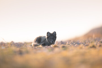 The Arctic fox (Vulpes lagopus) basking in the sun and relaxing in the middle of wild nature, a...