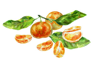 Paint of orange fruit with leaves. Watercolor hand-drawn elements. Isolated on white background. Delicious fruit clip-art illustration. Used on labels, napkins, towels, tableware, package
