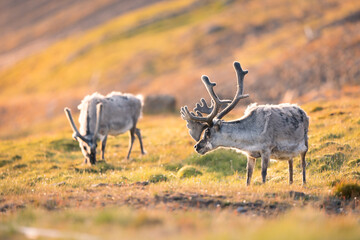 shot of Svalbard reindeer in the wild grazing on grasses in the middle of a sunny day, wild animals...