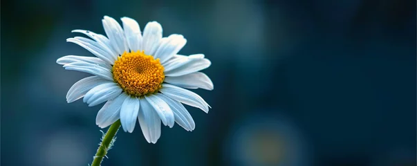 Foto op Plexiglas Macro photo and portrait of a single Daisy flower, ai technology © Hulkbuster